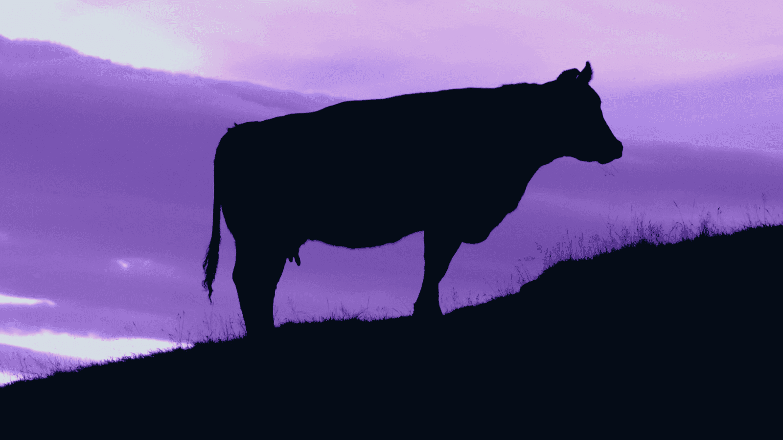 Being a purple cow when job hunting