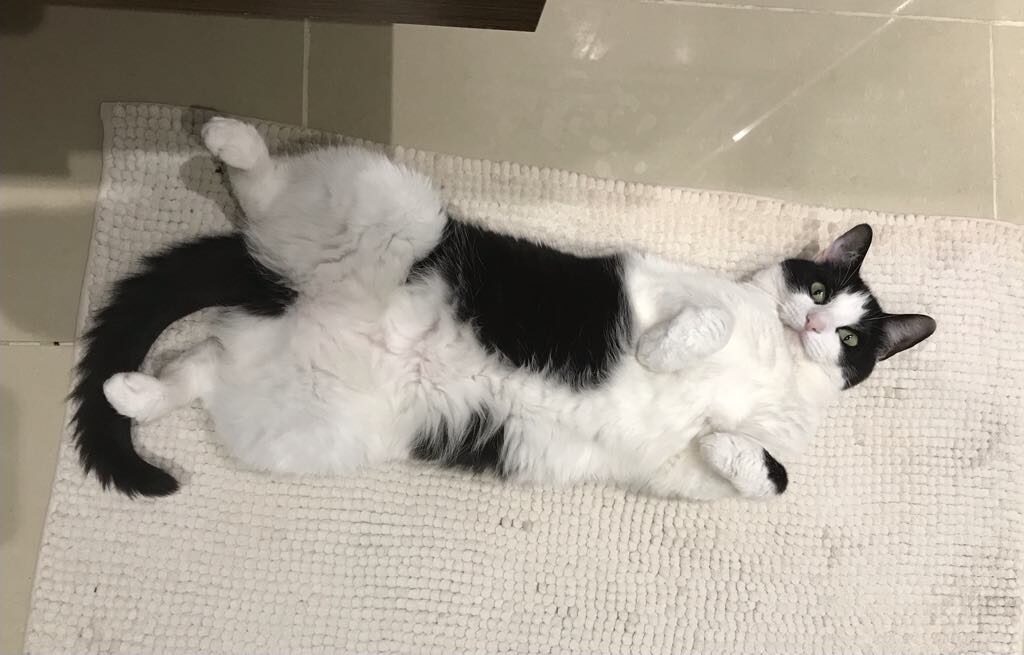 A black and white cat lies on its back on a beige textured mat, looking up with its paws slightly raised.
